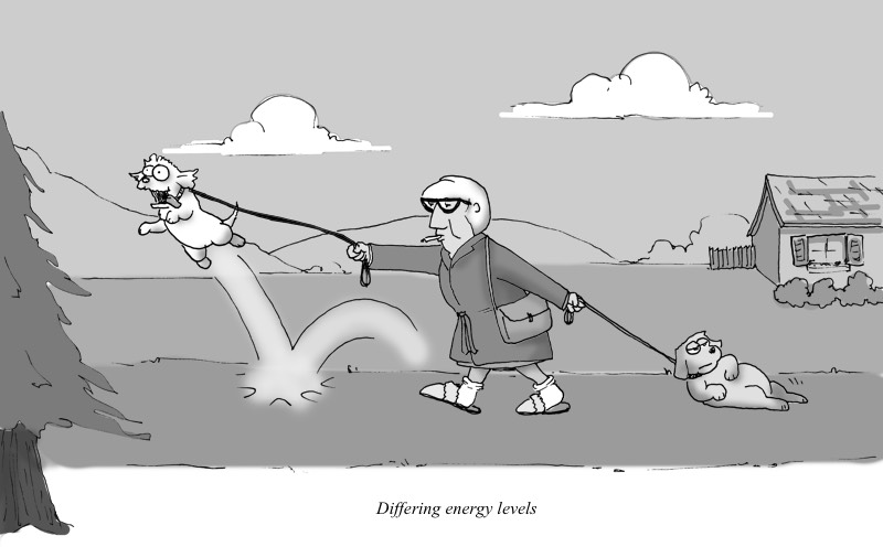 Walking Dogs
